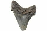 Serrated Angustidens Tooth - Megalodon Ancestor #202423-1
